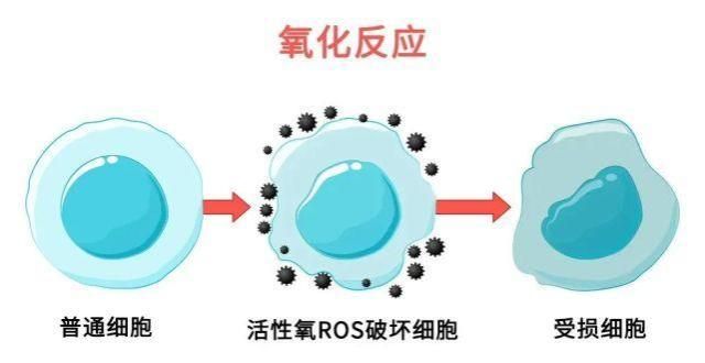 小碎花衬衫几岁需要抗初老？日常抗氧化，抗糖化如何做孙允珠