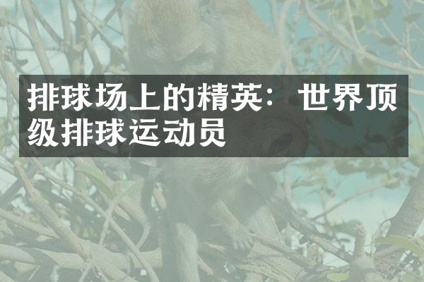 排球场上的精英：世界顶级排球运动员