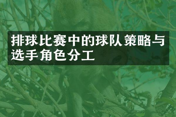 排球比赛中的球队策略与选手角色分工