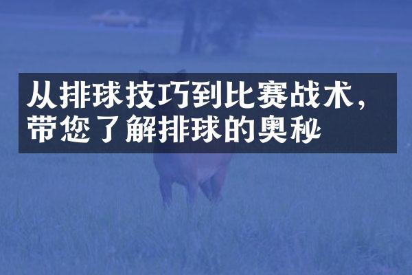 从排球技巧到比赛战术，带您了解排球的奥秘