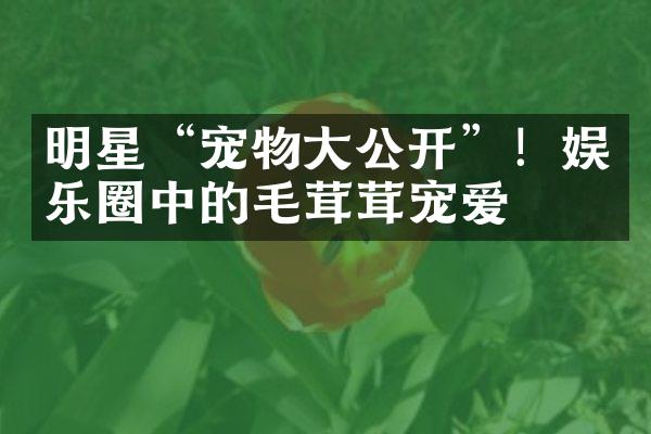 明星“宠物大公开”！娱乐圈中的毛茸茸宠爱