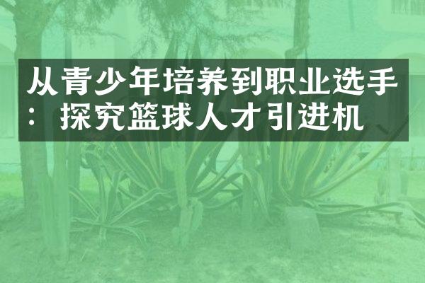 从青少年培养到职业选手：探究篮球人才引进机制